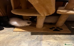 Ragdoll cats for sale: Seal Point Pedigree Ragdoll Kittens x 3 - Image 3