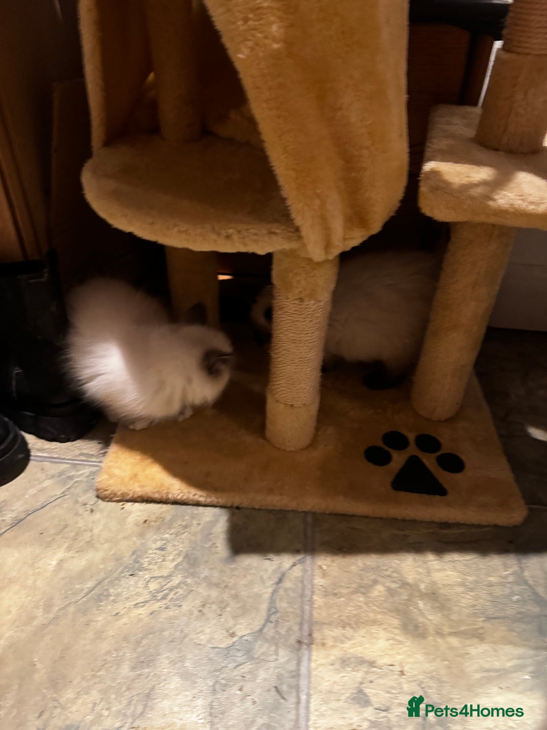 Ragdoll cats for sale: Seal Point Pedigree Ragdoll Kittens x 3 - Image 3