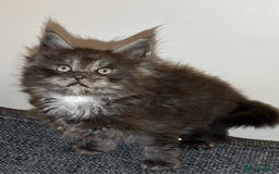 Maine Coon cats for sale: Gccf registered Adorable mainecoon kittens - Image 2