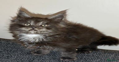 Maine Coon cats - Advert 3