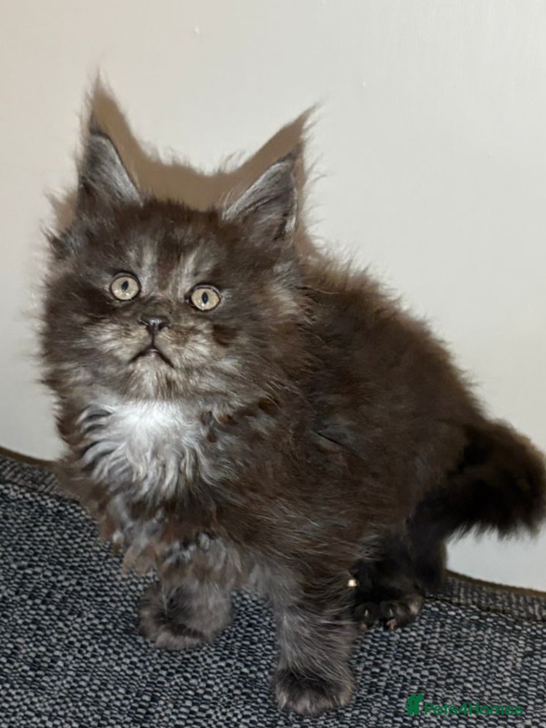 Maine Coon cats for sale: Gccf registered Adorable mainecoon kittens - Image 2