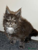 Maine Coon cats - Advert 6