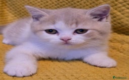 British Shorthair cats for sale: Pedigree, British Shorthair, TICA reg kittens - Image 29