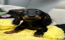 Dachshund dogs for sale: Mini Dachshund Longhaired - Image 2