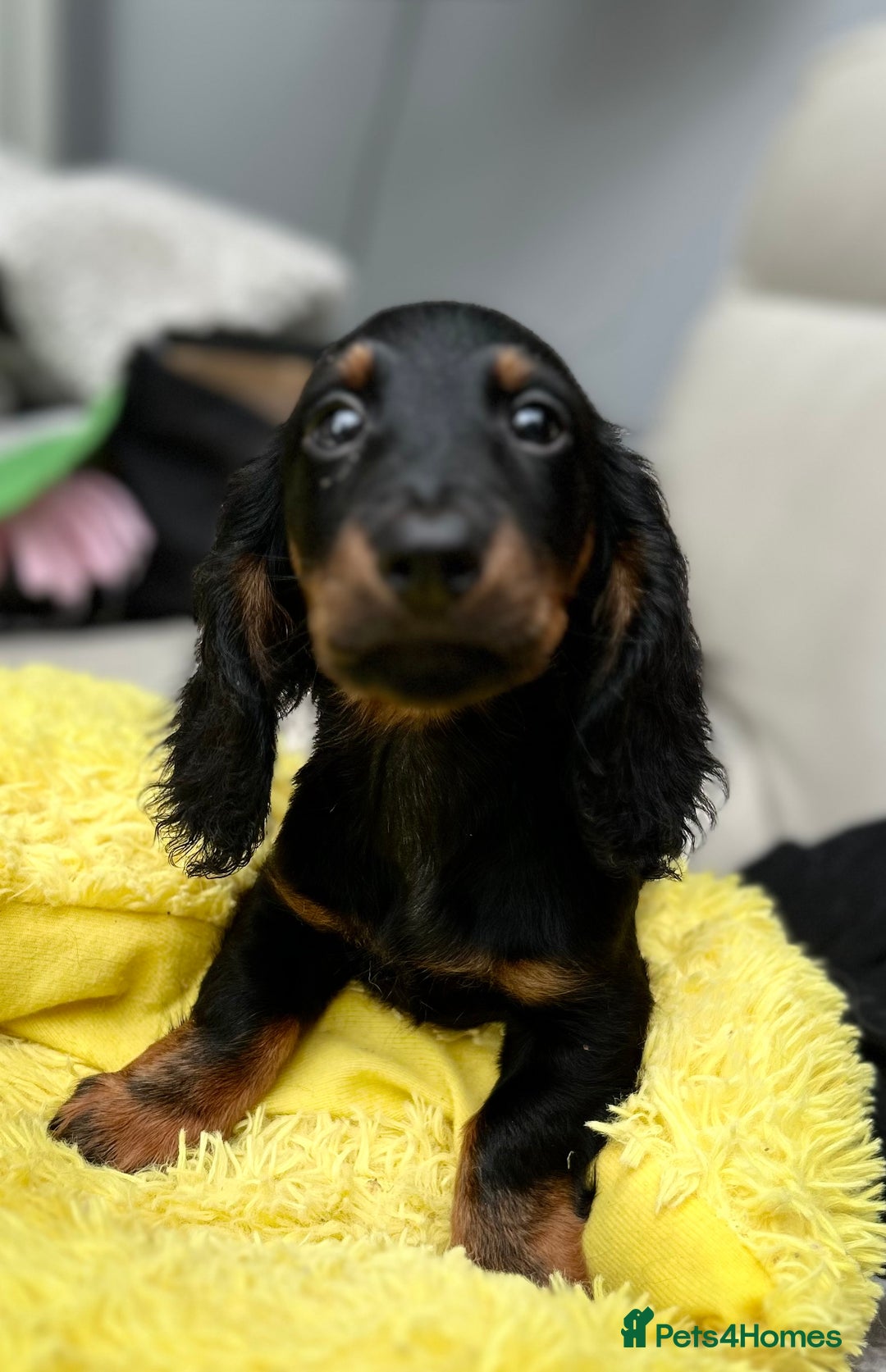 Dachshund dogs for sale: Mini Dachshund Longhaired - Image 2