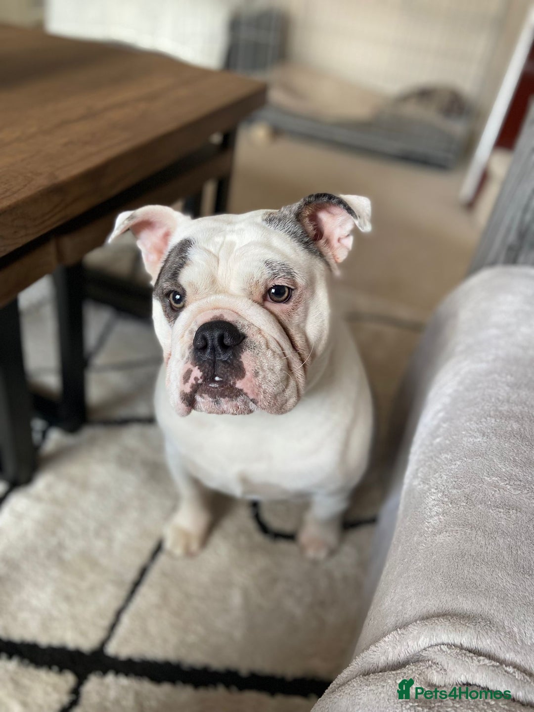 English Bulldog dogs for sale: Bulldog Puppies Champion bloodlines - Advert 2