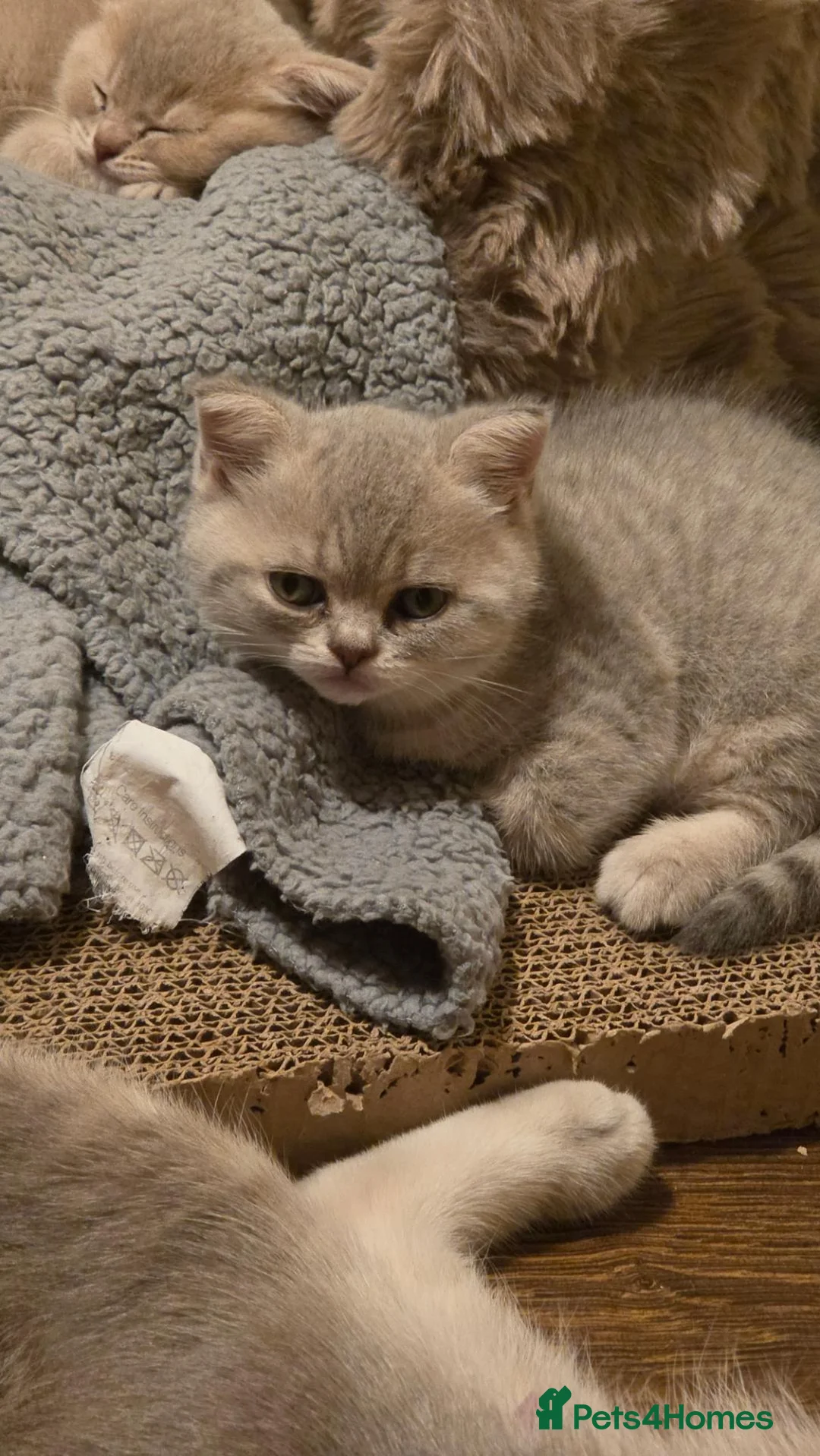 British Shorthair cats for sale: Chinchilla BSH - Advert 12