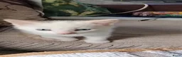 Mixed Breed cats for sale: Kitten  in Harlow - Advert 3