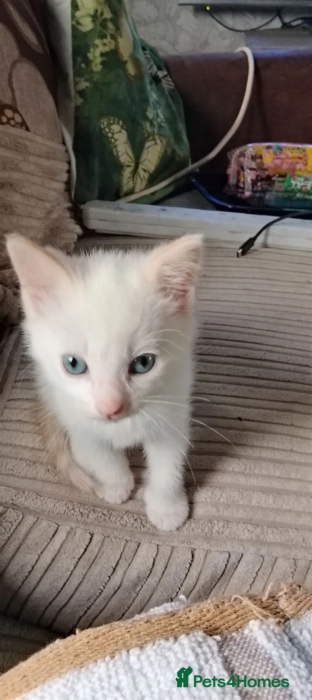 Mixed Breed cats for sale: Kitten  in Harlow - Advert 3