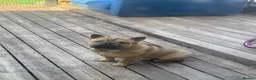 Mixed Breed dogs for sale: French-bulldog cross chow chow male  - Advert 5