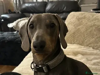 Miniature Dachshund dogs Male miniature dachshund - Advert 4