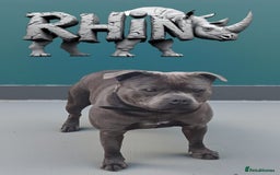 Staffordshire Bull Terrier dogs for stud: 2 SOLID BLUE MALES AVAILABLE FOR STUD  - Advert 3