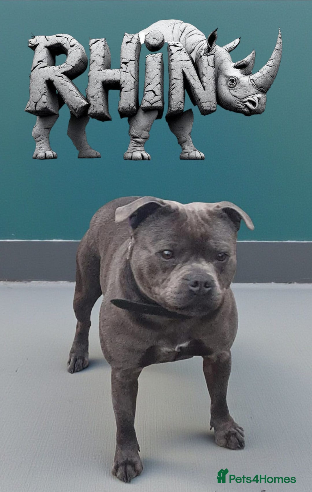 Staffordshire Bull Terrier dogs for stud: 2 SOLID BLUE MALES AVAILABLE FOR STUD  - Advert 3