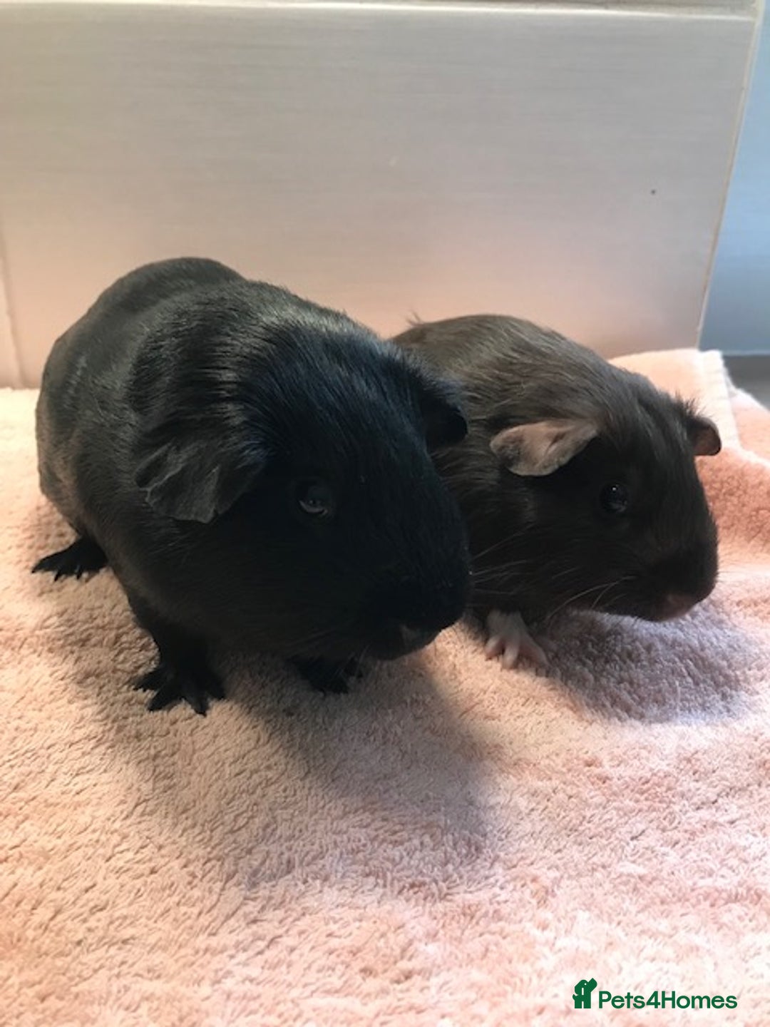 Guinea Pig rodents for sale: Beautiful Pigs - Boars, Sows, Pairs and Single - Advert 15
