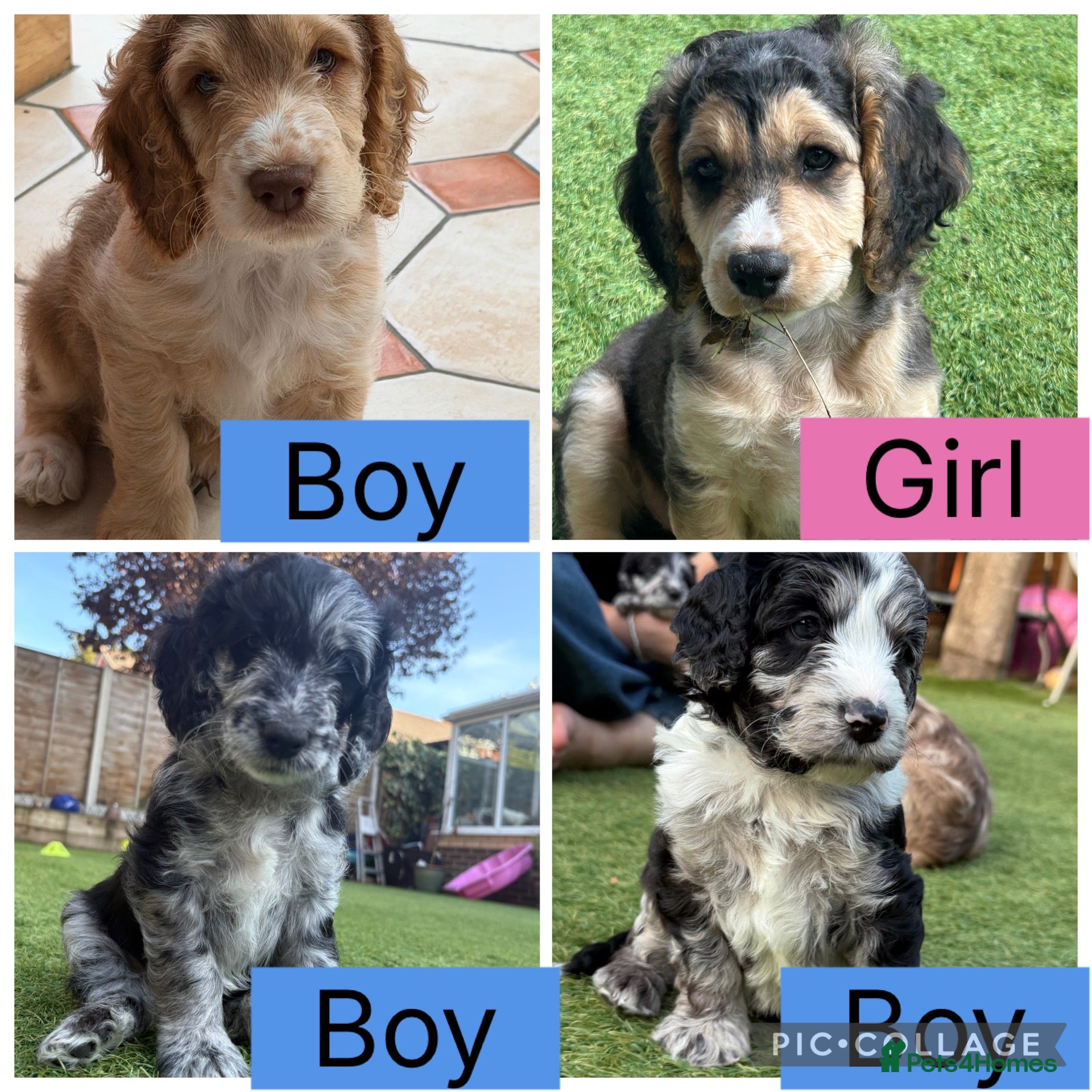 Cockapoo dogs Beautiful Cockapoo Puppies Ready to leave!  - Advert 4