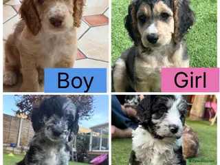 Cockapoo dogs Beautiful Cockapoo Puppies Ready to leave! - Advert 2