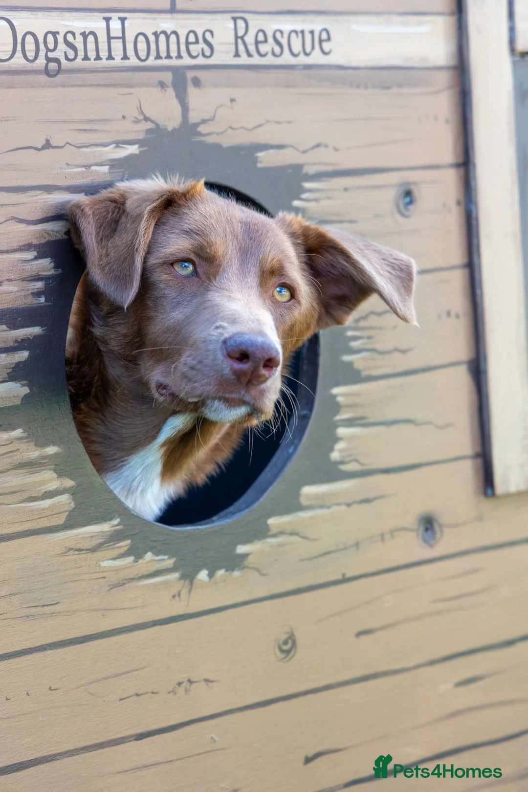 Mixed Breed dogs for adoption: Mocha - everyone loves this lad - Advert 1