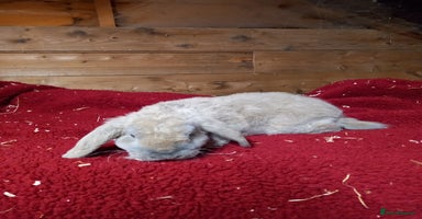 Mini Lop rabbits - Advert 9