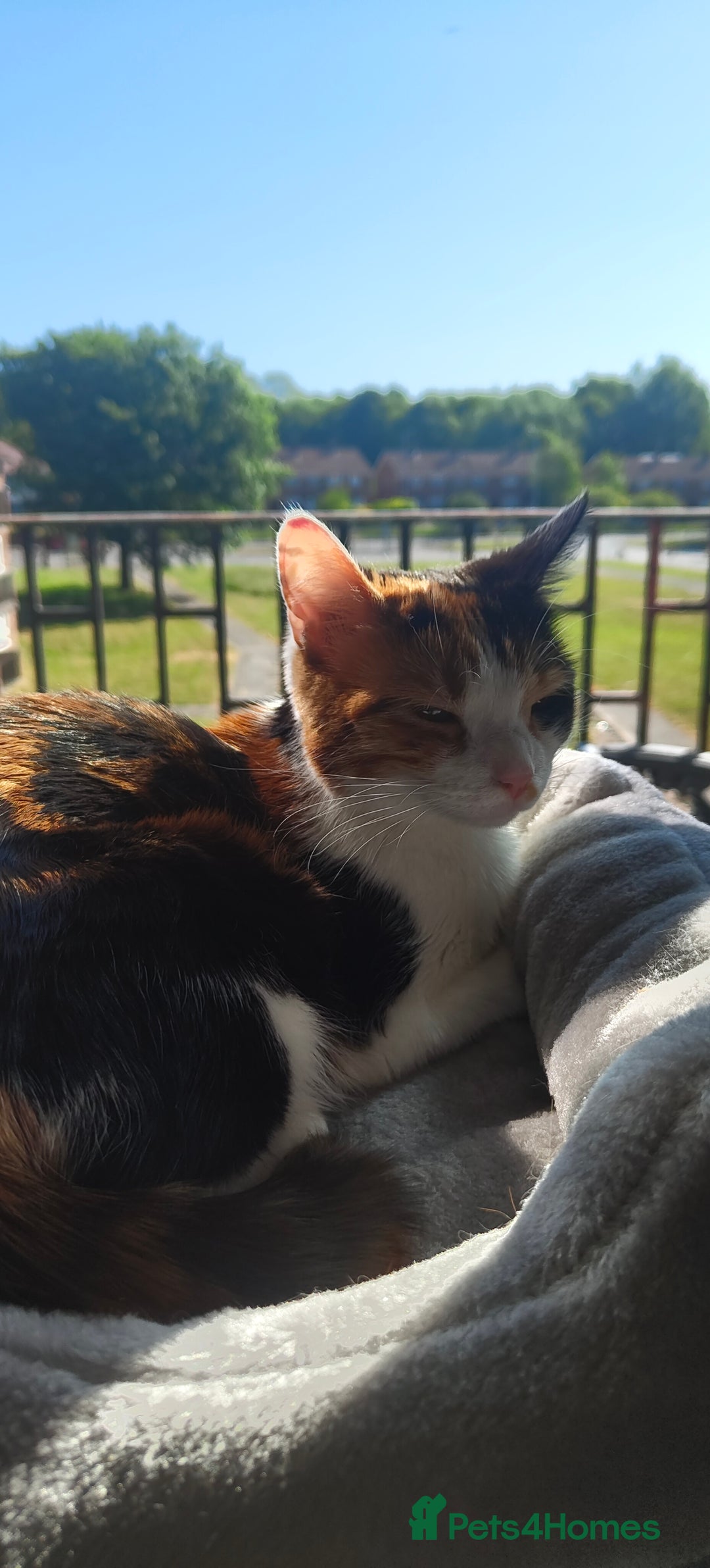Domestic Shorthair cats for sale: Calico domestic short hair - Image 1