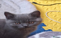 British Shorthair cats for sale: British Blue Short-hair 4 kittens for sale  - Image 10