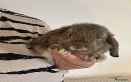 Mini Lop rabbits for sale: Mini lop babies  - Image 2