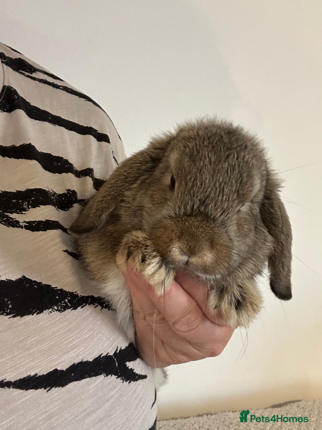 Mini Lop rabbits for sale: Mini lop babies  - Image 2
