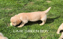 Golden Retriever dogs for sale: KC GOLDEN RETRIEVER PUPPIES HEALTH TESTED PARENTS  - Image 20