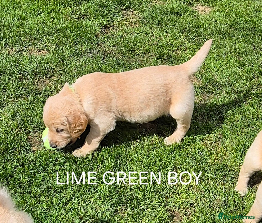 Golden Retriever dogs for sale: KC GOLDEN RETRIEVER PUPPIES HEALTH TESTED PARENTS  - Image 20