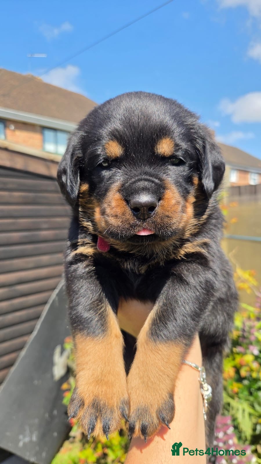Rottweiler dogs Top kc Rottweiler pups only 2 left  - Advert 1