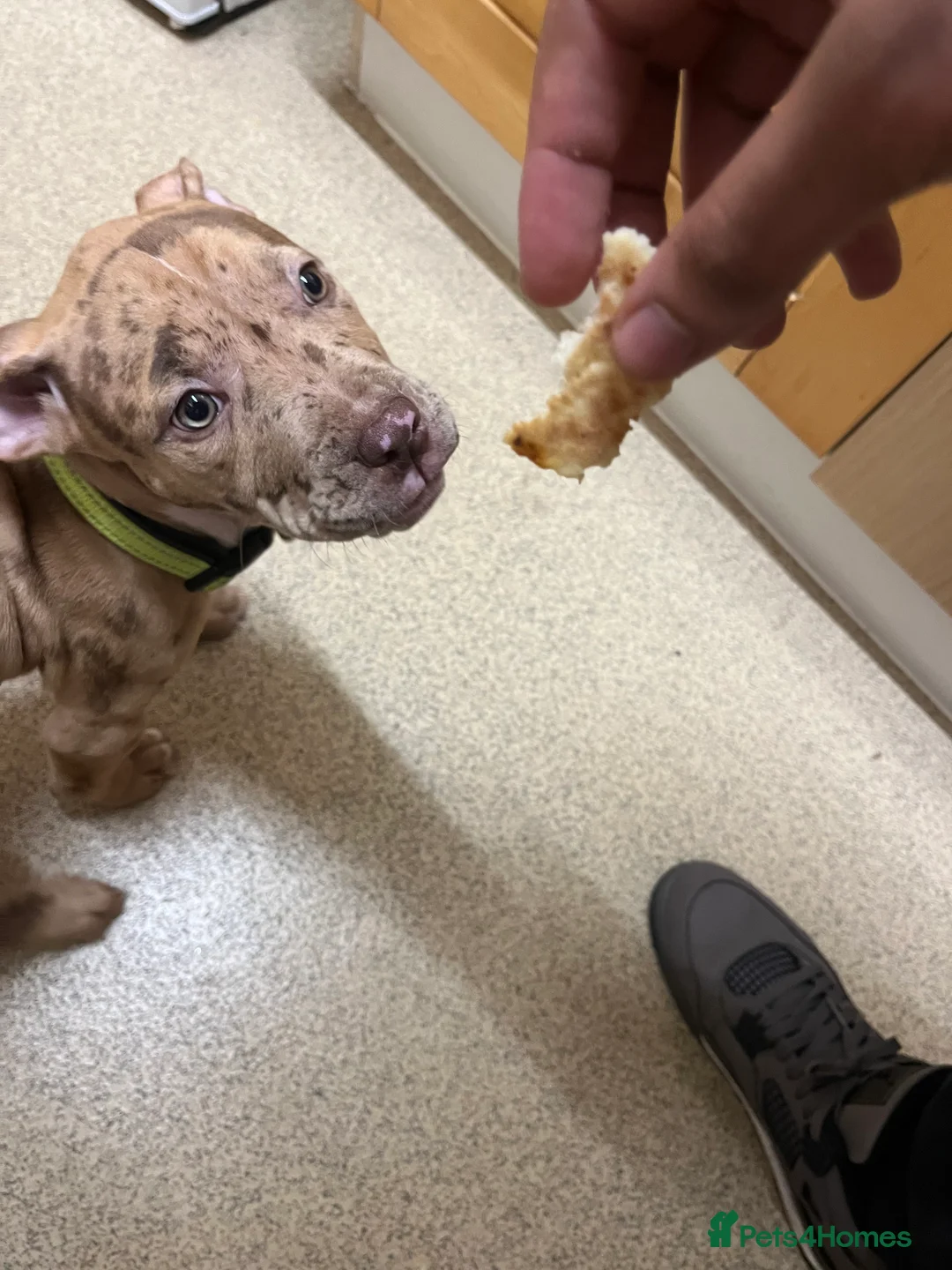 Bullmastiff dogs for sale: Pitbull Mastiff Pups  in London - Advert 6