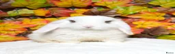 Mini Lop rabbits for sale: Quality Mini Lop girls ready now (Super tame) - Advert 9