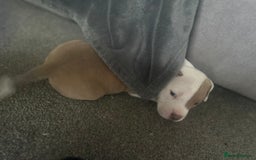 Mixed Breed dogs for sale: 2 beautiful pups READY TO LEAVE  - Image 20