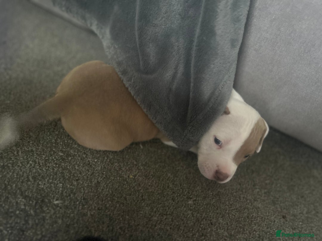 Mixed Breed dogs for sale: 2 beautiful pups READY TO LEAVE  - Image 20