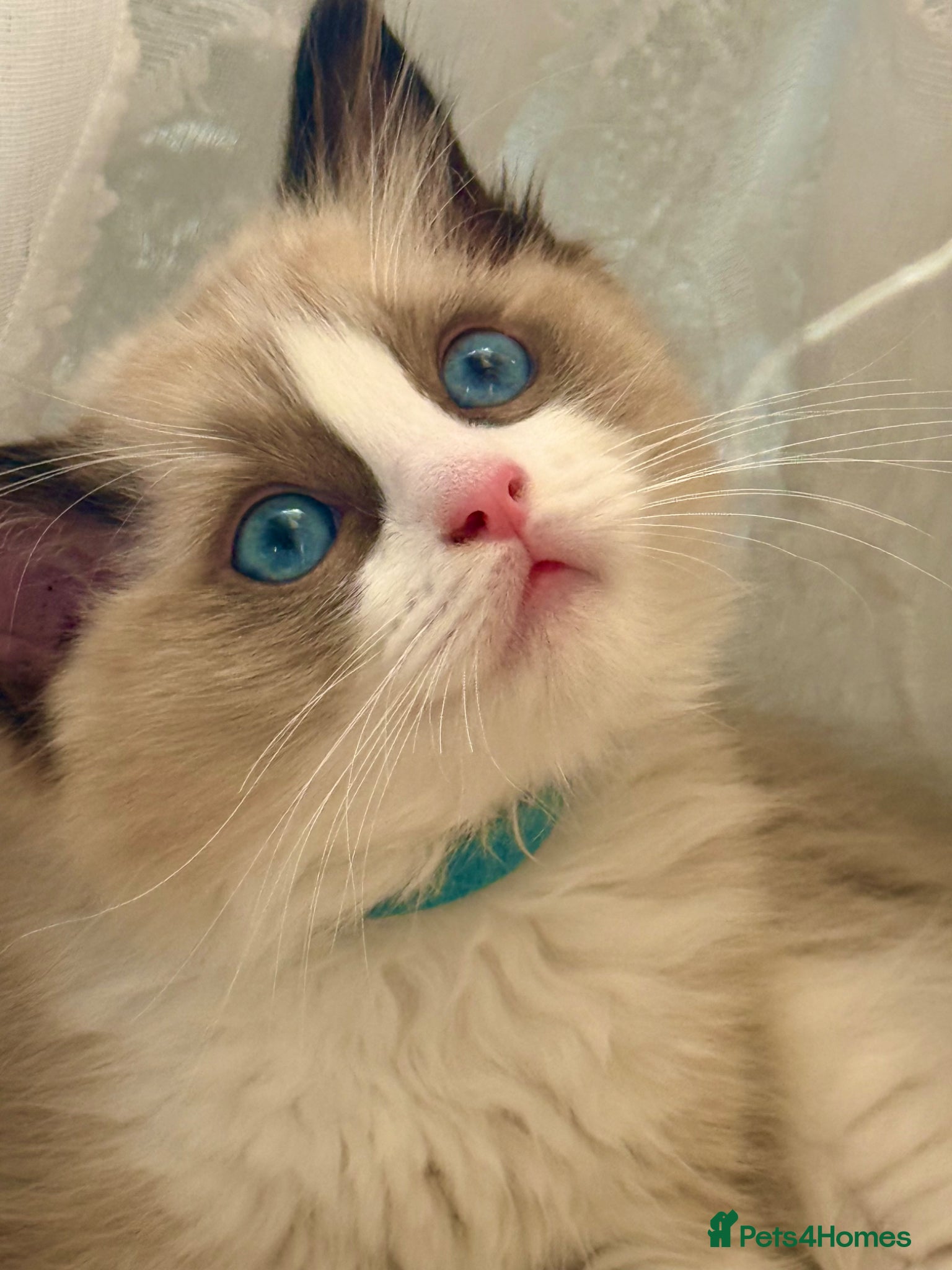 Ragdoll cats READY ONLY 1 BOY LEFT Stunning Ragdoll kittens  - Advert 1