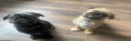 Mixed Breed dogs for sale: pug x shitzu  - Advert 3