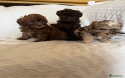 Shihpoo dogs for sale: Shipoos  - Image 4