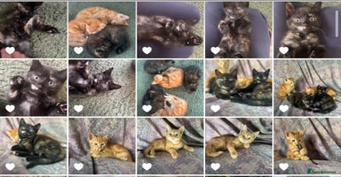 Mixed Breed cats - Advert 9