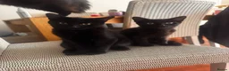 Mixed Breed cats for sale: Lovely and playful kittens in Hounslow - Advert 4