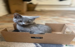 Russian Blue cats for sale: Russian blue British shorthair kittens - Image 3