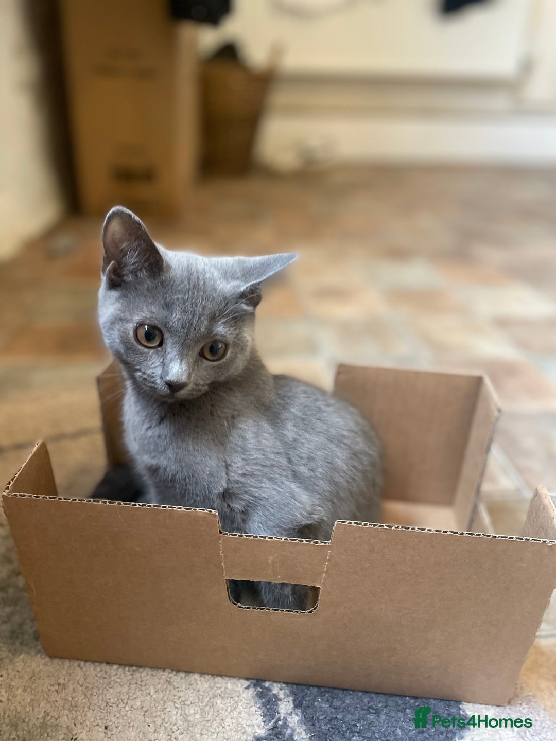 Russian Blue cats for sale: Russian blue British shorthair kittens - Image 3