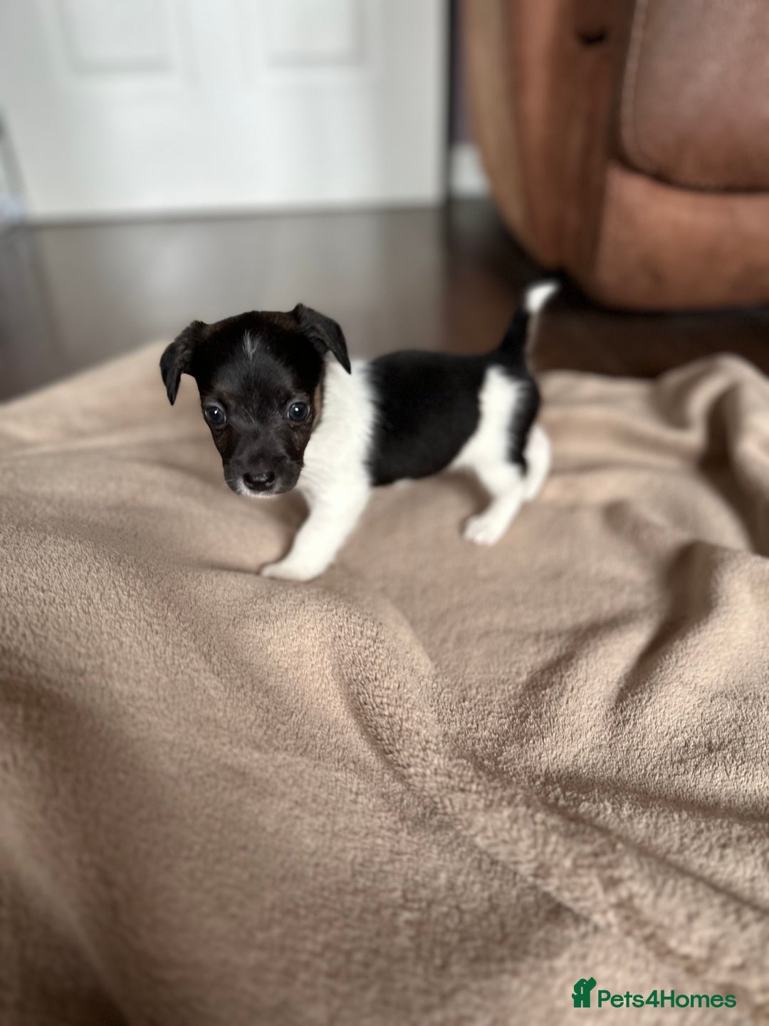 Jack Russell dogs for sale: Jack Russell pups  - Image 3