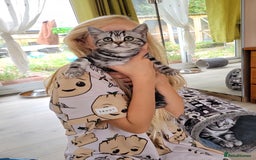 British Shorthair cats for sale: Ready to collect British Shorthair Silver Tabby in Rochester - Image 7