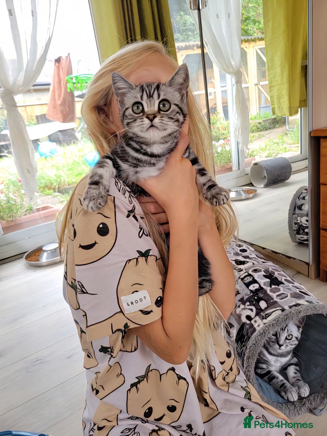 British Shorthair cats for sale: Ready to collect British Shorthair Silver Tabby in Rochester - Image 7