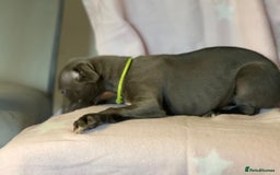 Whippet dogs for sale: Blue whippet puppies for sale - Image 17