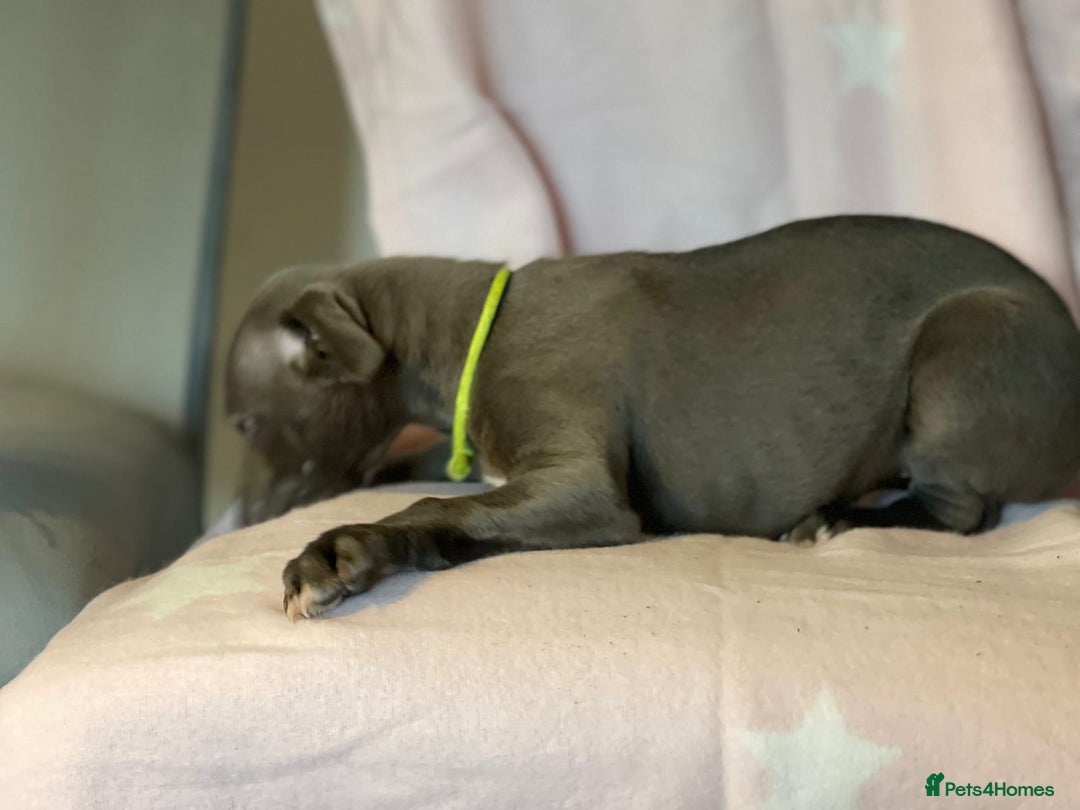 Whippet dogs for sale: Blue whippet puppies for sale - Image 17
