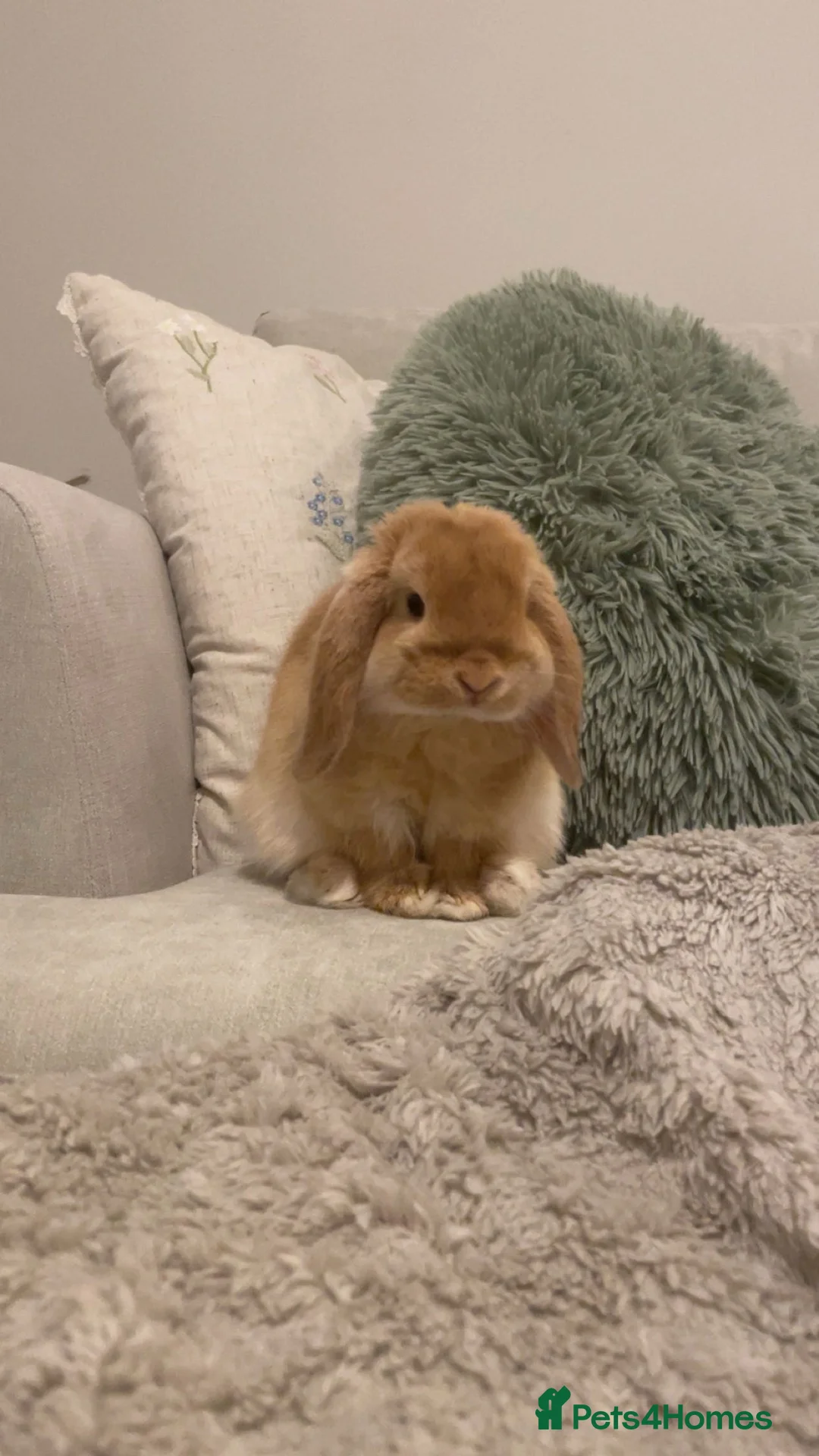 Mini Lop rabbits for sale: Orange male Mini Lop in Coatbridge - Advert 2
