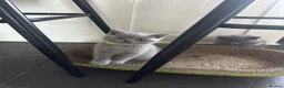British Shorthair cats for sale: 4 beautiful blue British short hair kittens  - Advert 8