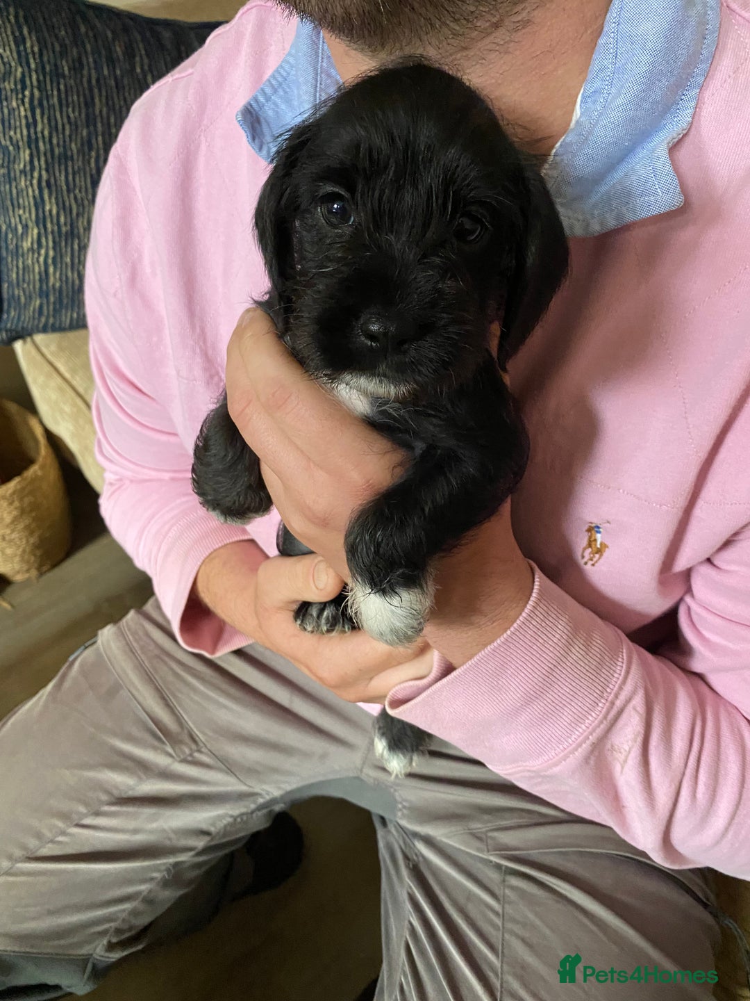 Mixed Breed dogs for sale: Schnauzer mixed breed  - Image 1