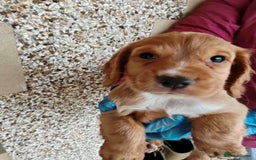 Cocker Spaniel dogs for sale: Gorgeous working cocker spaniel pups - Image 6