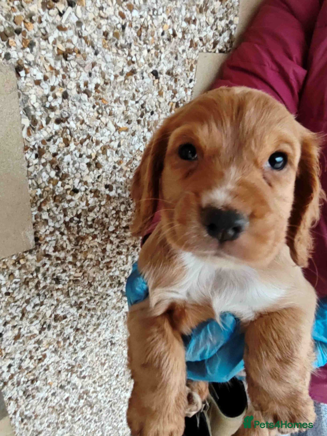 Cocker Spaniel dogs for sale: Gorgeous working cocker spaniel pups - Image 6